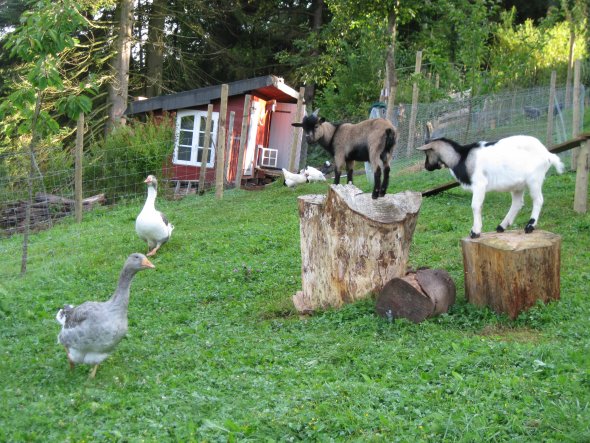 Garten 'Meine kleine Farm'