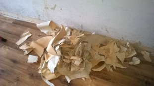 Zimmerschauerin Mondlichtlein