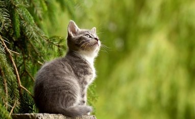 LadyKitty