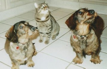 katzenrech