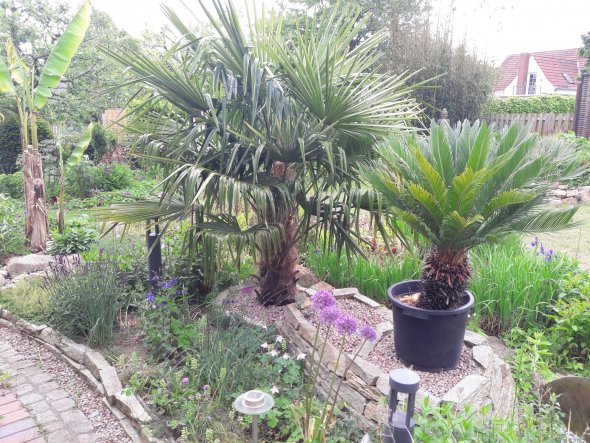 Die Hanf-Palme ist jetzt seit 3 Jahren fest draußen eingepflanzt, vorher haben wir sie immer "überwintert". Das scheint ihr aber gut zu beko