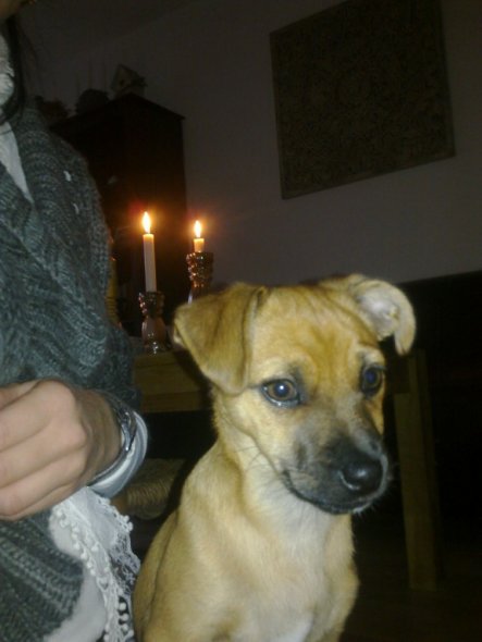 Haustiere 'unsere Paula'