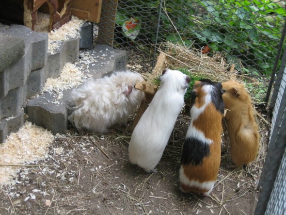 Flocke, Julchen, Molly, Brownie