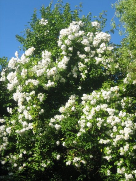 Kletterrose "Bobby James" in voller Blüte.