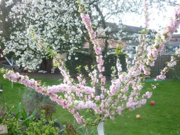 Garten 'Frühlingserwachen'