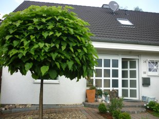 Vorgarten aktuell