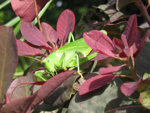 Garten 'Unser Garten'