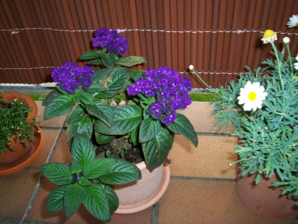 Terrasse / Balkon 'La Balkonia'