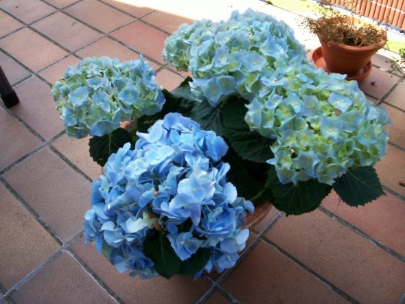 ...meine erste Hortensie...mal sehen, wie sie sich entwickelt