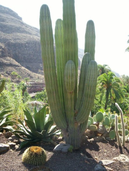 Hausfassade / Außenansichten 'Gran Canaria'