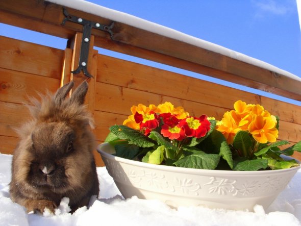 Teddy möchte Euch auf den Frühling einstimmen!