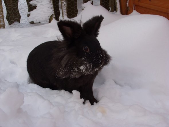 Die Puschi im Schnee