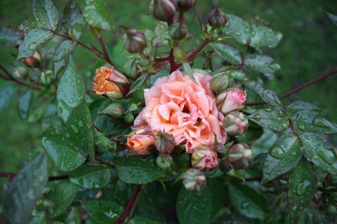 Garten 'unser Garten und Aussengelände'