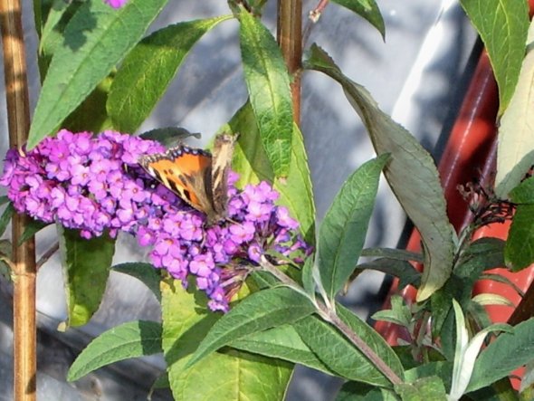 Terrasse / Balkon 'Natur pur'