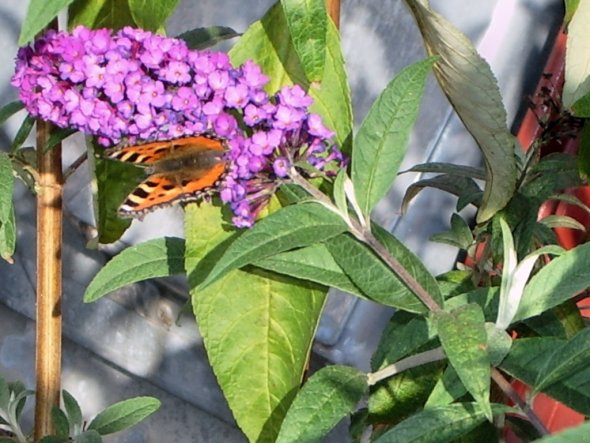 Terrasse / Balkon 'Natur pur'