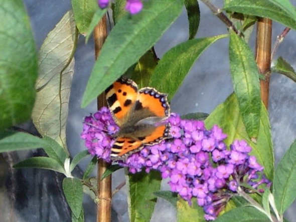 Terrasse / Balkon 'Natur pur'