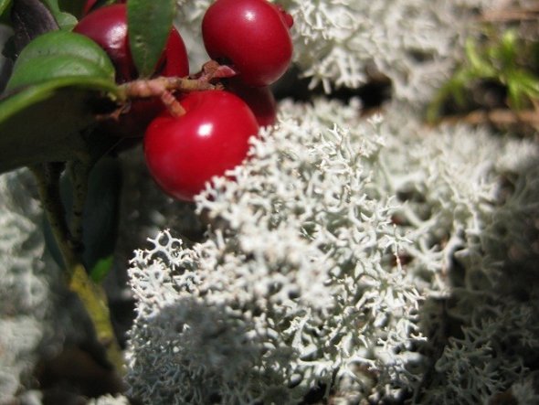 Garten 'Rund ums Haus'