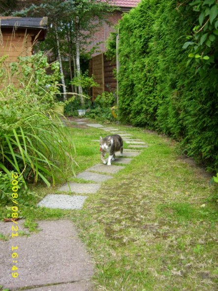 Unsere Katze fühlt sich im Garten wohl!