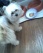 Muffin mobst bei Snowy.