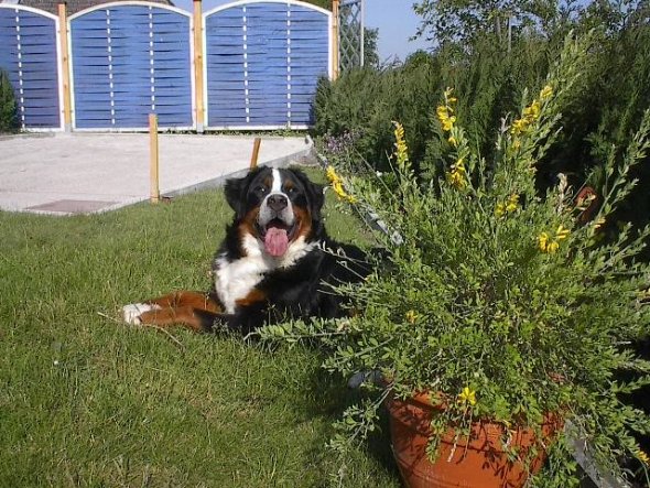 Haustiere 'Unsere Berner Sennenhündin Amira'