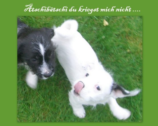 Haustiere 'Abschied & Neubeginn :)))'