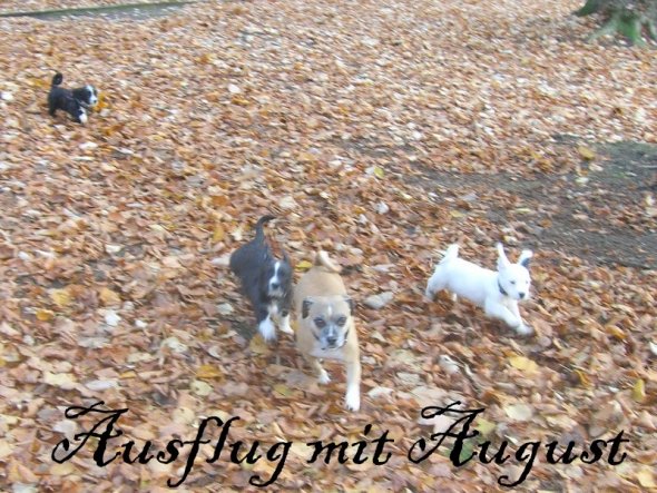 Haustiere 'August besucht.....'