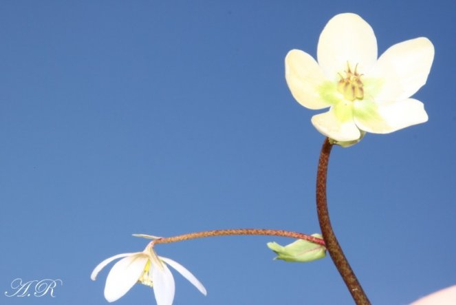 Garten 'Mein Garten'