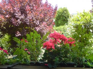 alle Räume 'Mein Garten'