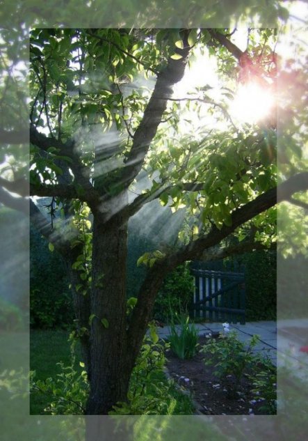 Diese Foto in unserem Garten entstand übrigens, als der Rauch vom "gelöschten" Grillfleisch in den Baum zog, und zufällig schien auch noch d