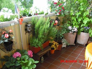 Terrasse / Balkon 'sommer-oase'