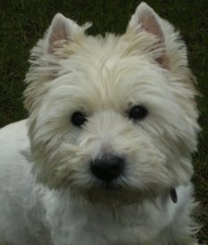 West Highland Terrier