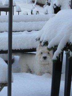 West Highland Terrier