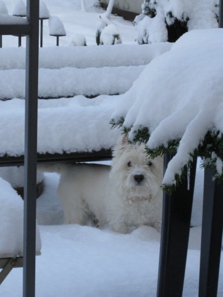 Haustiere 'West Highland Terrier'