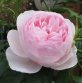 Benutzerbild von Fleur51