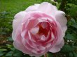 Benutzerbild von rose24861