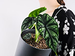 Alocasia - Beeindruckende Pflanzen für ein grünes Zuhause Alocasia - Beeindruckende Pflanzen für ein grünes Zuhause