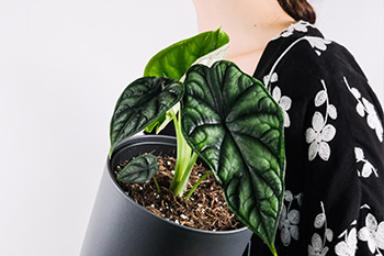 Alocasia - Beeindruckende Pflanzen für ein grünes Zuhause Alocasia - Beeindruckende Pflanzen für ein grünes Zuhause